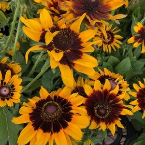 Meet your Posher, Lee